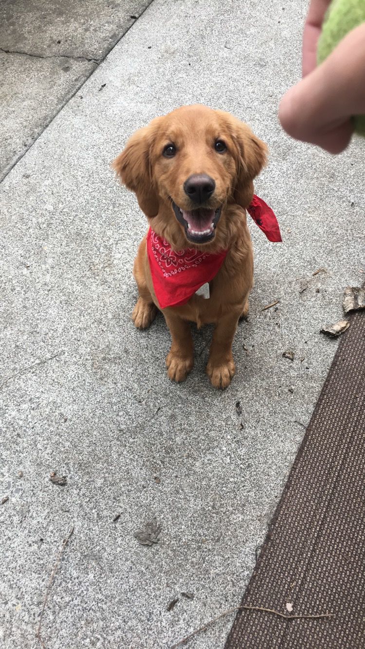 Pic of the Litter: Ruby
